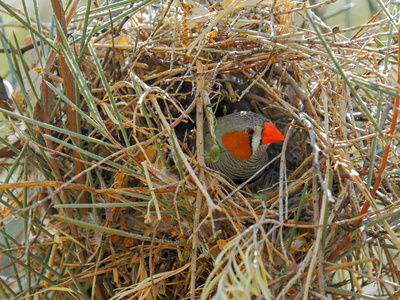 澳大利亚斑胸草雀筑巢的扎斑雀倾向于它的雀巢雀照片