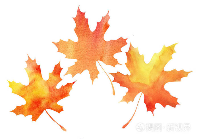 三片秋天的枫叶.橙黄色渐变.抽象水彩填充.手绘插图.