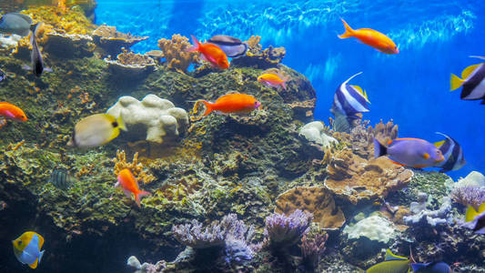 夏威夷鱼岛水族馆图片