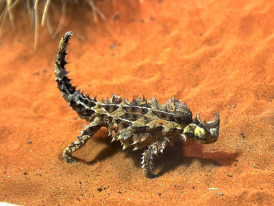 澳大利亚刺龙蜥蜴吃蚂蚁照片