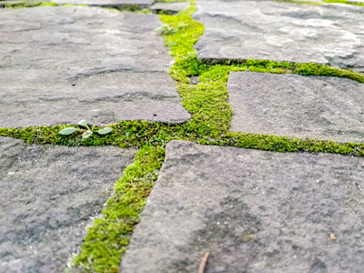 缝隙间长着青苔照片