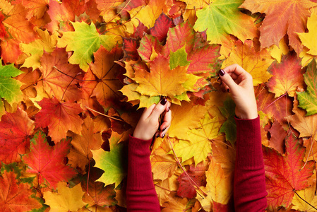 阳光明媚,天气暖和.一束红色指甲图案的彩色枫叶在女性手中.俯视图.
