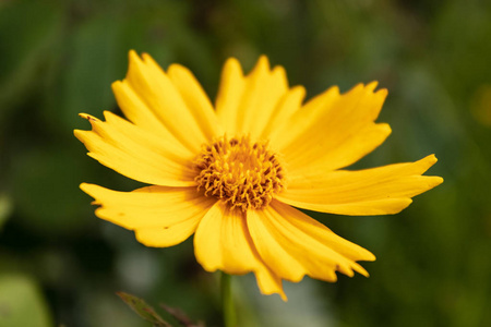 植物区系的俄罗斯图片