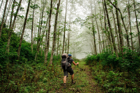 远处雾蒙蒙的森林里,一个人走在高高的树干之间照片
