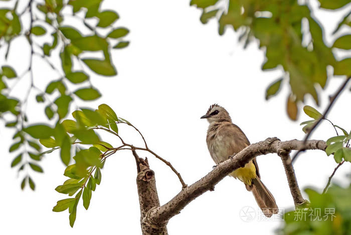 近距离观察黄色有通风孔的球鼻鸟栖息在孤立的树枝上