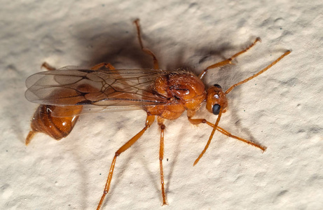 飞蚁墙上橙色飞蚁的宏观照片照片