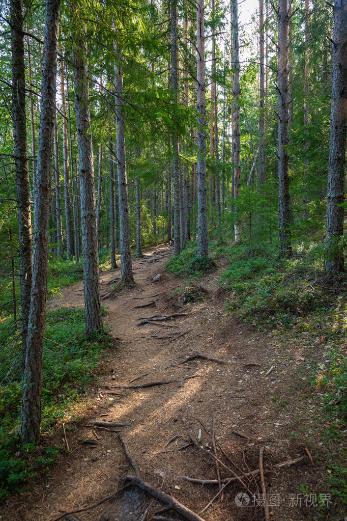 kurjenrahkanationalparknaturetrailgreenforestatsummer