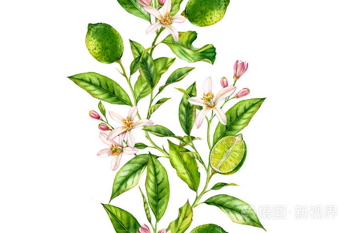 柠檬果枝与花无缝边界现实植物水彩画组成:柑橘叶孤立的艺术作品在