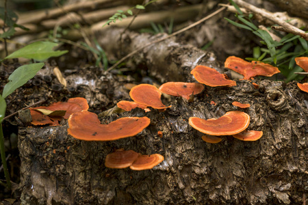 腐烂的树蘑菇图片