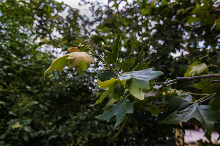 春天一棵悬铃木嫩枝末端的叶丛图片
