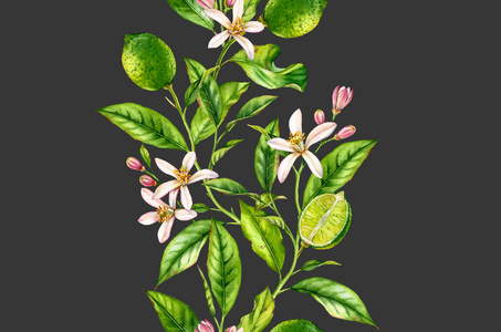 学生树叶作品柠檬果枝与花无缝边界现实植物水彩画组成:柑橘树叶孤立