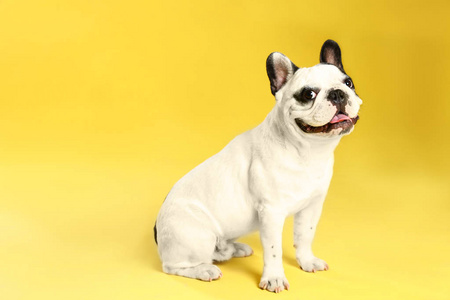 迷你斗牛犬图片