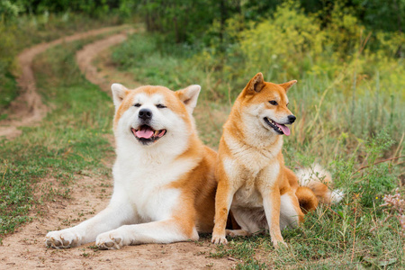 日本二狗子的图片图片