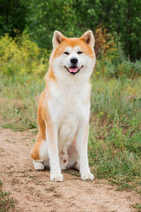 幸福盲秋田犬图片