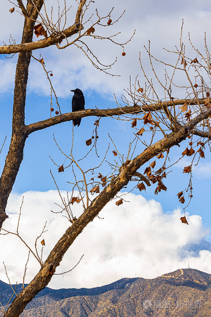 桉树的树枝和小枝有落叶和种子荚树枝上有一只黑色的乌鸦