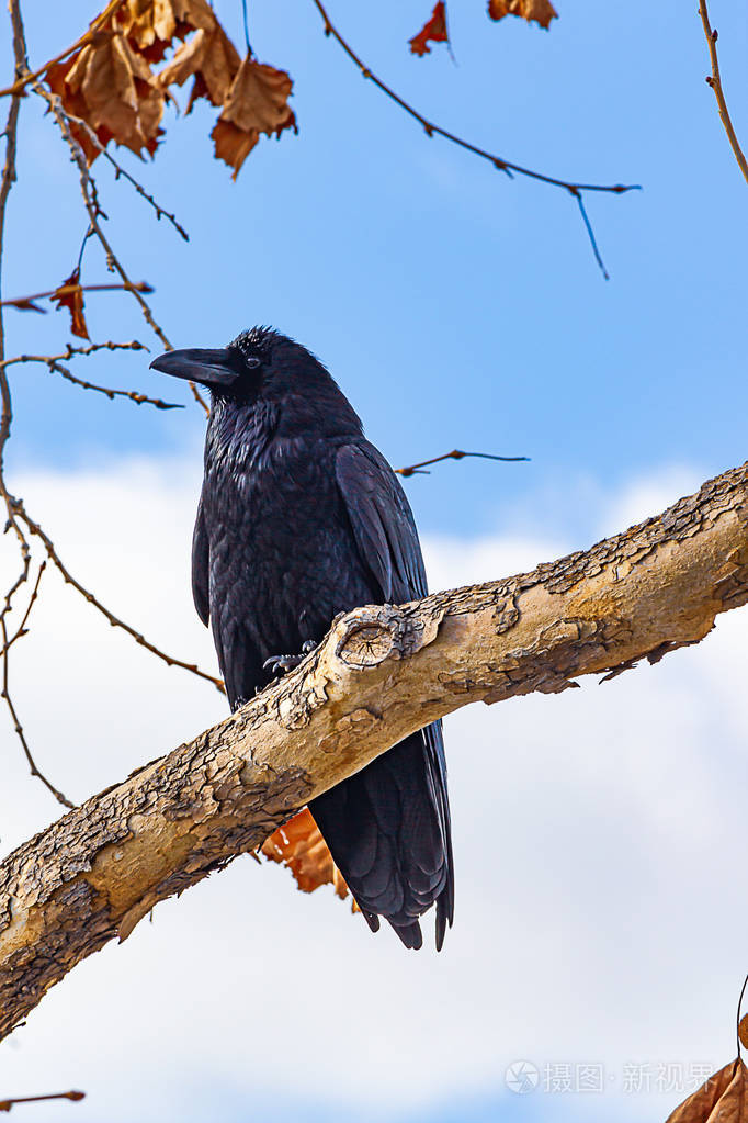 桉树的树枝和小枝有落叶和种子荚树枝上有一只黑色的乌鸦