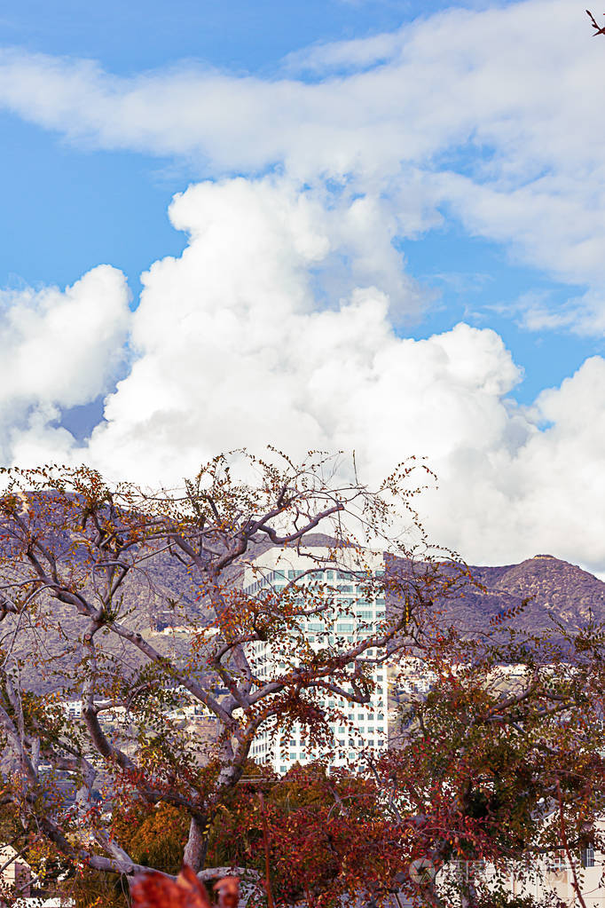 梧桐树高耸，山峦叠嶂