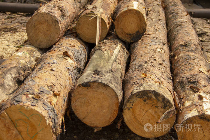 锯木厂的原木锯好的针叶树堆成一堆水煮