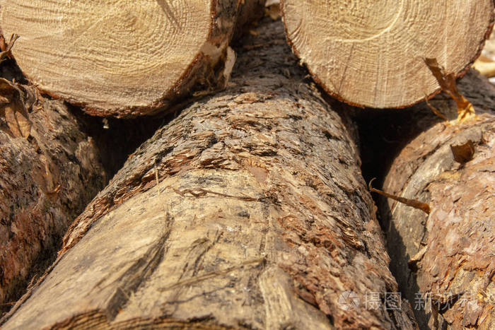 锯木厂的原木锯好的针叶树堆成一堆水煮
