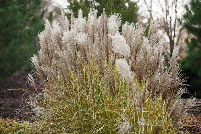 冬日夕阳映衬下的干芦苇茎