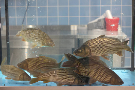 店内水族馆有活鲤鱼出售图片