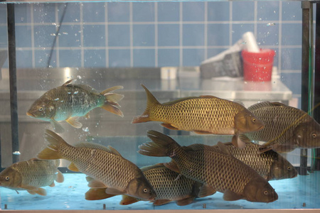 店内水族馆有活鲤鱼出售图片