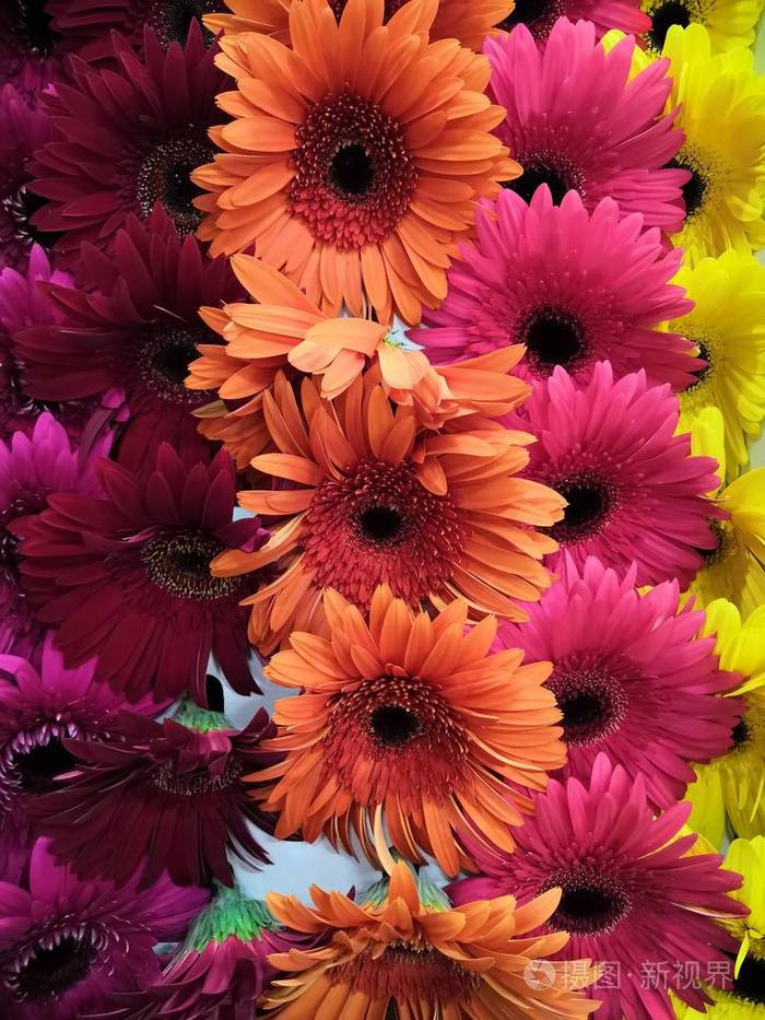 白色背景上孤立的非洲菊