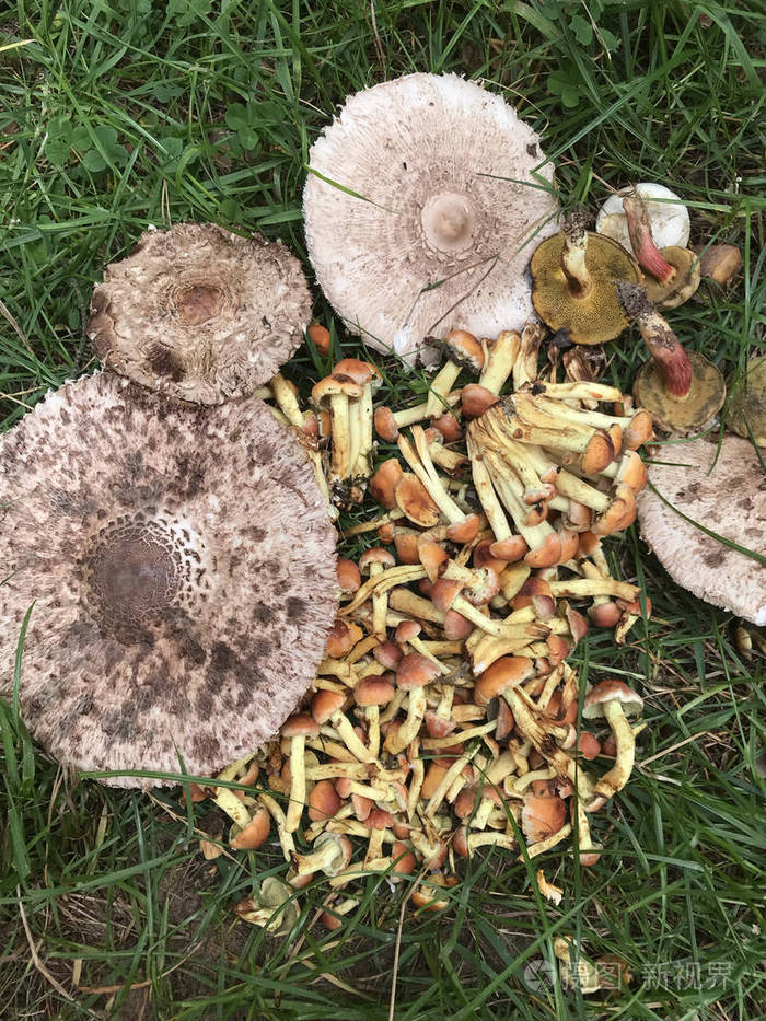 各种不能食用的蘑菇堆成一堆不宜食用从上面看