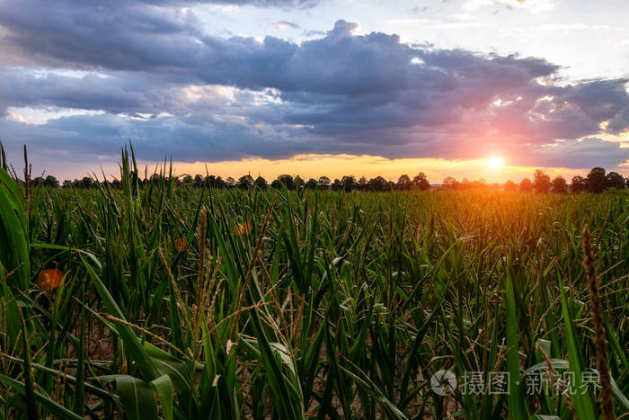 Ripe tasty corn. Cornfield Summer landscape sunset Concept of ag