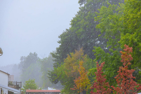 大雨落在绿树成荫的秋雨中图片