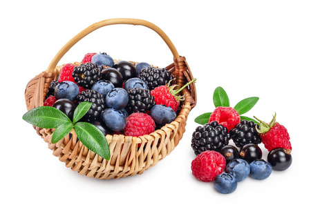 树莓的那枝小树枝浆果浆果混合草莓蓝莓树莓黑莓和红醋栗插图浆果状集