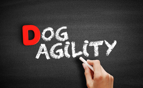 敏捷性狗比赛图片
