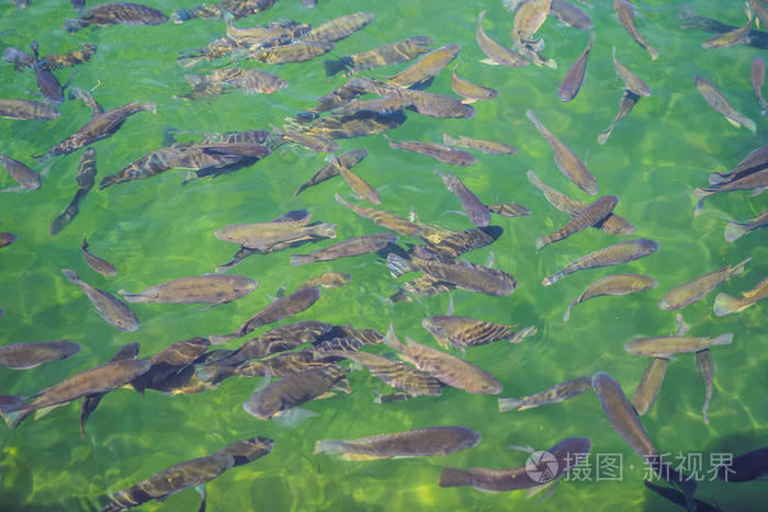 日本京都池塘里五颜六色的锦鲤鱼锦鲤鱼是为了装饰目的在室外禅宗花园