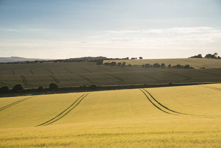 英格兰大学夏季美丽的农田景观图片