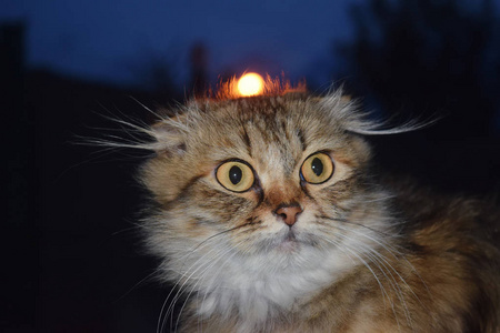 栖息在动物园笼子里的猛禽或猛禽.