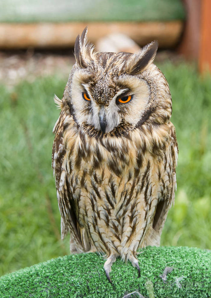 美丽的棕色猫头鹰鸟坐在草地上看特写肖像