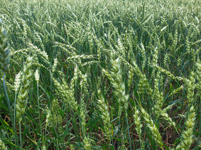 农作物田间特写小麦谷物农业图片