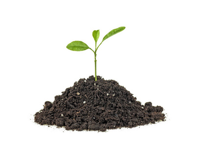 橙色的幼苗图片