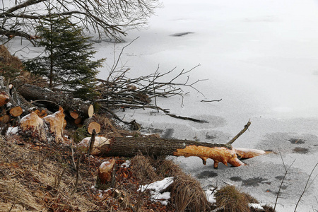 海狸咬的树图片