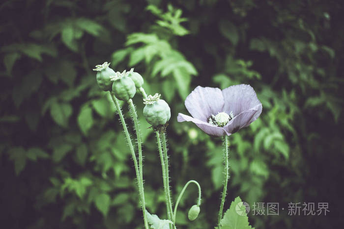 罂粟花花瓣和叶子开花植物
