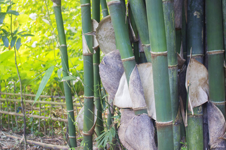 夏季竹子图片