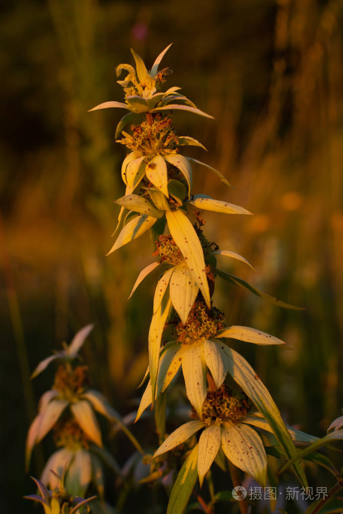 夏季植被照片-正版商用图片2mtrpr-摄图新视界