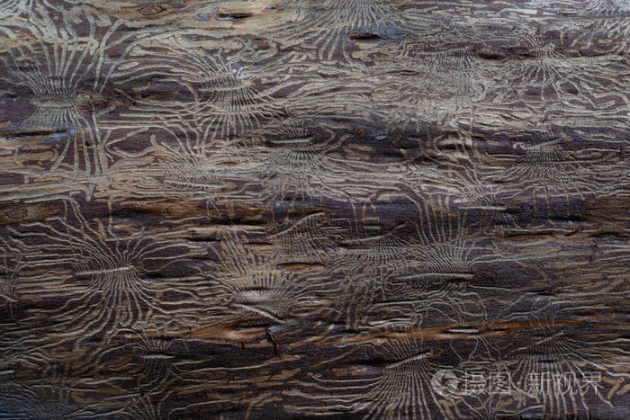 在相思树树皮下形成的有趣图案成年相思树的抽象纹理木质背景
