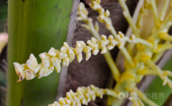 树上的椰花照片 正版商用图片2mu79k 摄图新视界