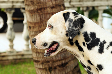 达尔玛塔犬简介图片