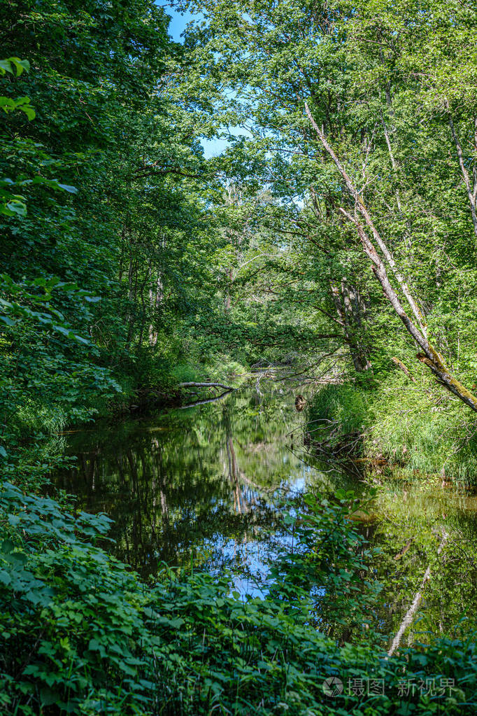 森林中的自然旅游小径靠近树林中的小河