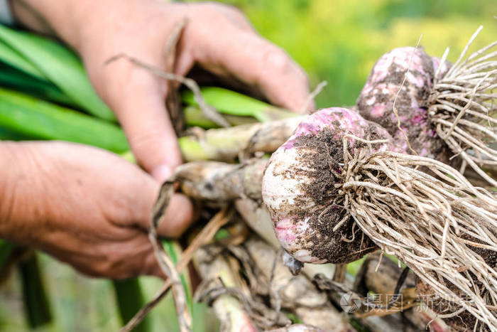 农民从地里拿着大蒜当地种植的蔬菜花园里收获的有机产品秋收