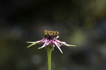 栌图片 栌素材 栌插画 摄图新视界