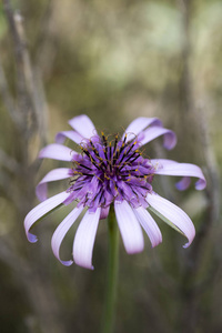 栌图片 栌素材 栌插画 摄图新视界