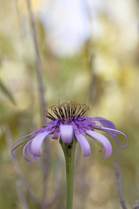 栌图片 栌素材 栌插画 摄图新视界